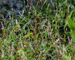 Persicaria setacea