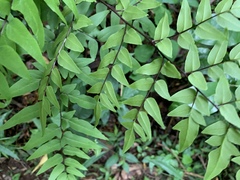 Cheilanthes viridis viridis