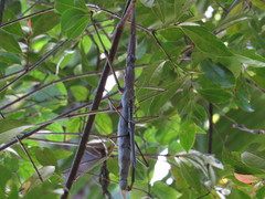 Acrophylla wuelfingi