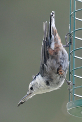 Sitta carolinensis nelsoni