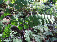 Adiantum amplum