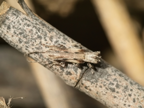Deroplia troberti