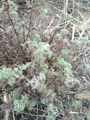 Artemisia