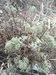 Artemisia