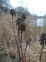 Inula helenium