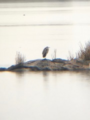 Ardea cinerea