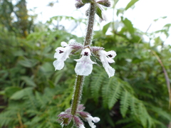 Stachys nigricans