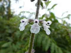 Stachys nigricans