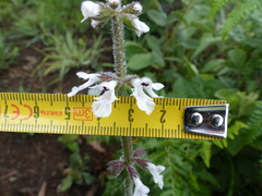 Stachys nigricans