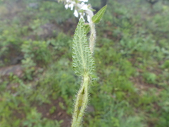 Stachys nigricans