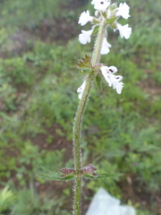 Stachys nigricans