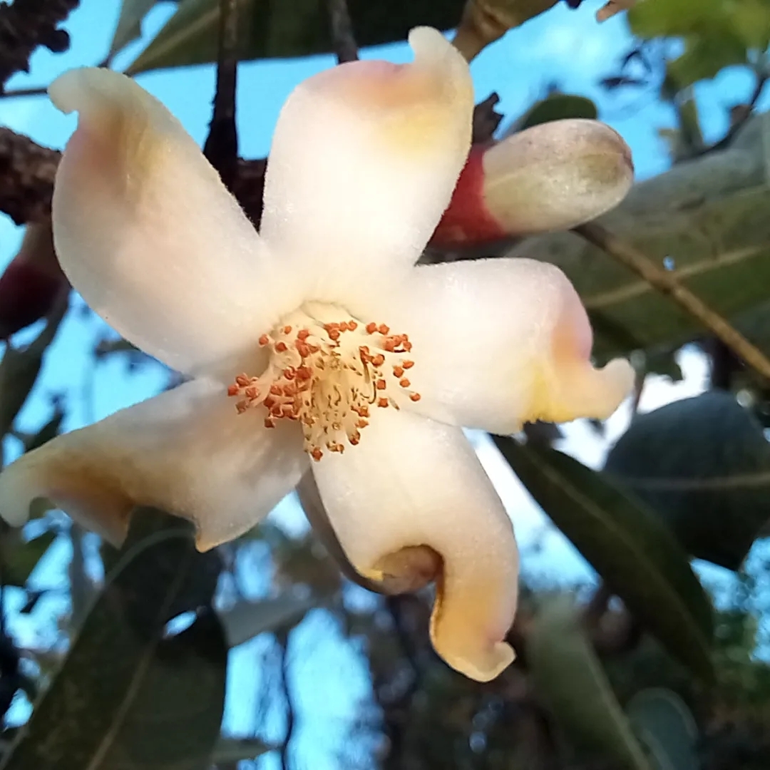 Eriotheca pubescens