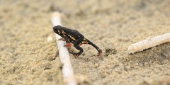 Montevideo Redbelly Toad photo 4