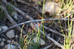 Hypodiscus procurrens