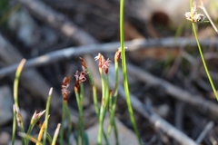 Hypodiscus procurrens