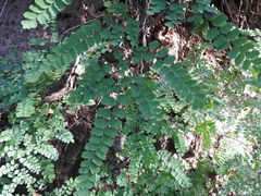 Adiantum amplum