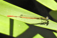 Agriocnemis falcifera