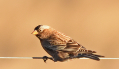Leucosticte tephrocotis tephrocotis