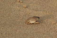 Emerita brasiliensis