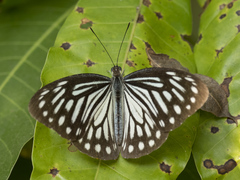 Pareronia hippia