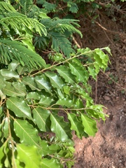 Combretum padoides