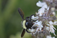 Bombus medius