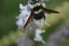 Bombus medius