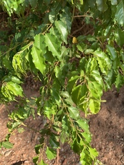 Combretum padoides