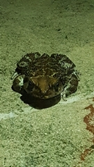 Peltophryne peltocephala