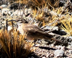 Upucerthia validirostris