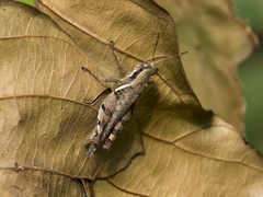 Acrididae