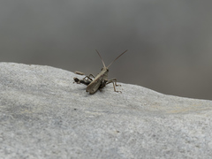 Acrididae