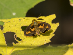 Oriens goloides