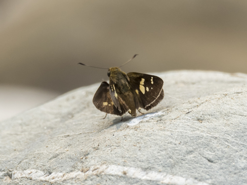 Himalayan Swift