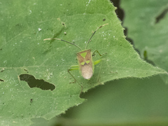 Prismatocerus prominulus