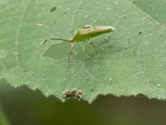 Prismatocerus prominulus