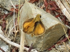 Polites vibex praeceps