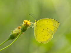 Eurema hecabe
