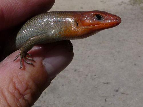Gilbert's Skink