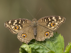 Junonia lemonias