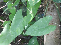 Centrosema sagittatum