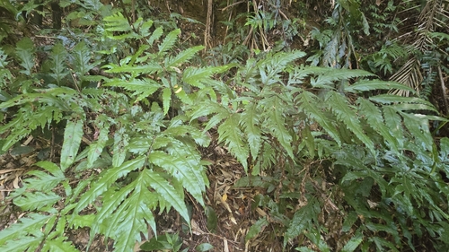 Tectaria phaeocaulis iNat (3)