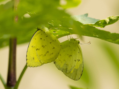 Eurema hecabe
