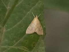 Ostrinia