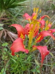 Lilium catesbaei image