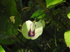Centrosema sagittatum