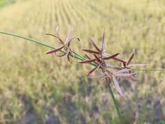 Cyperus flavidus