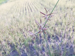 Cyperus flavidus