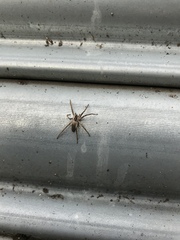 Pisaura mirabilis