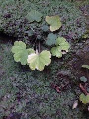 Heuchera missouriensis